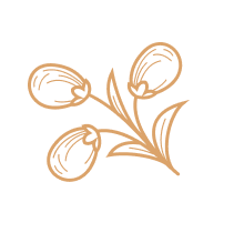 Decorative botanical sketch